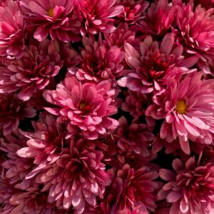 Massage Signature corps B'